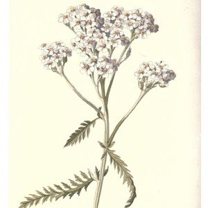 Meet your Posher, Aneeka